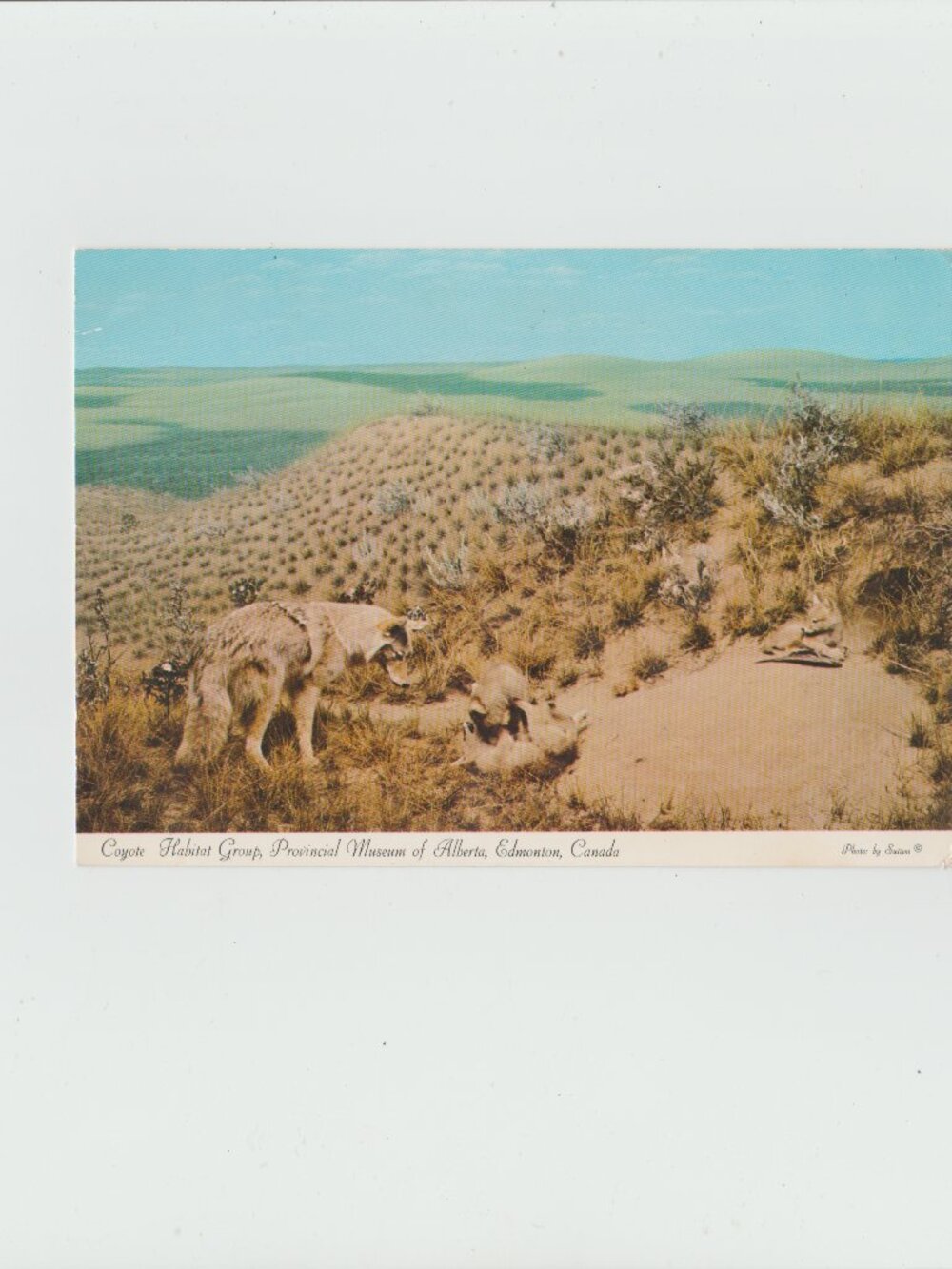 Coyote Habitat Group, Provincial Museum Of Alberta, Edmonton, Canada Postcard